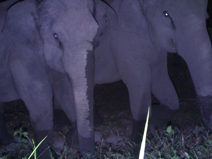 Elephant