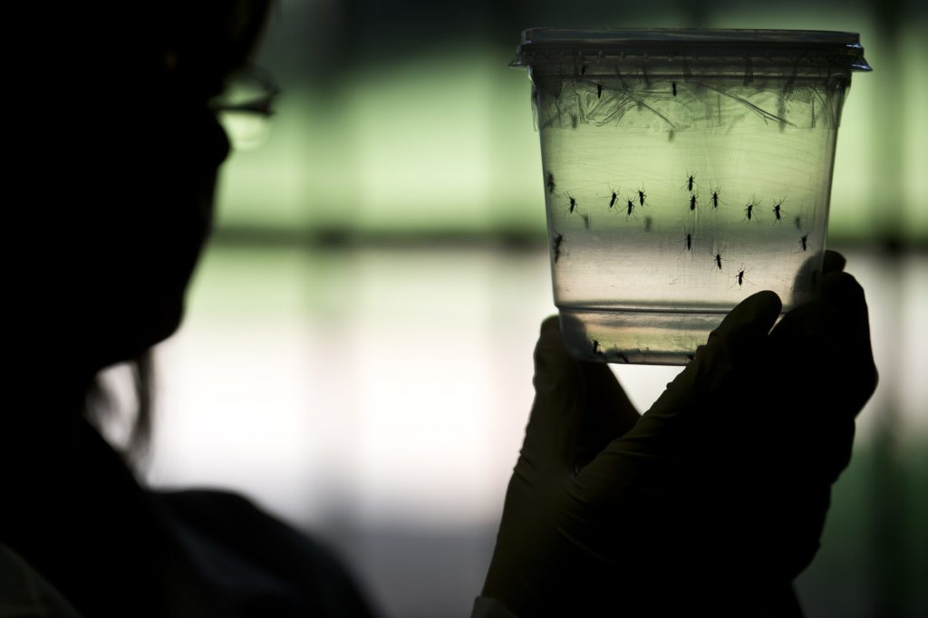 A researcher looks at Aedes aegypti mosquitoes kept in a container at a lab of the Institute of Biomedical Sciences of the Sao Paulo University, on January 8, 2016 in Sao Paulo, Brazil. Researchers at the Pasteur Institute in Dakar, Senegal are  in Brazil to train local researchers to combat Zika virus epidemic.  AFP PHOTO / NELSON ALMEIDA / AFP PHOTO / NELSON ALMEIDA