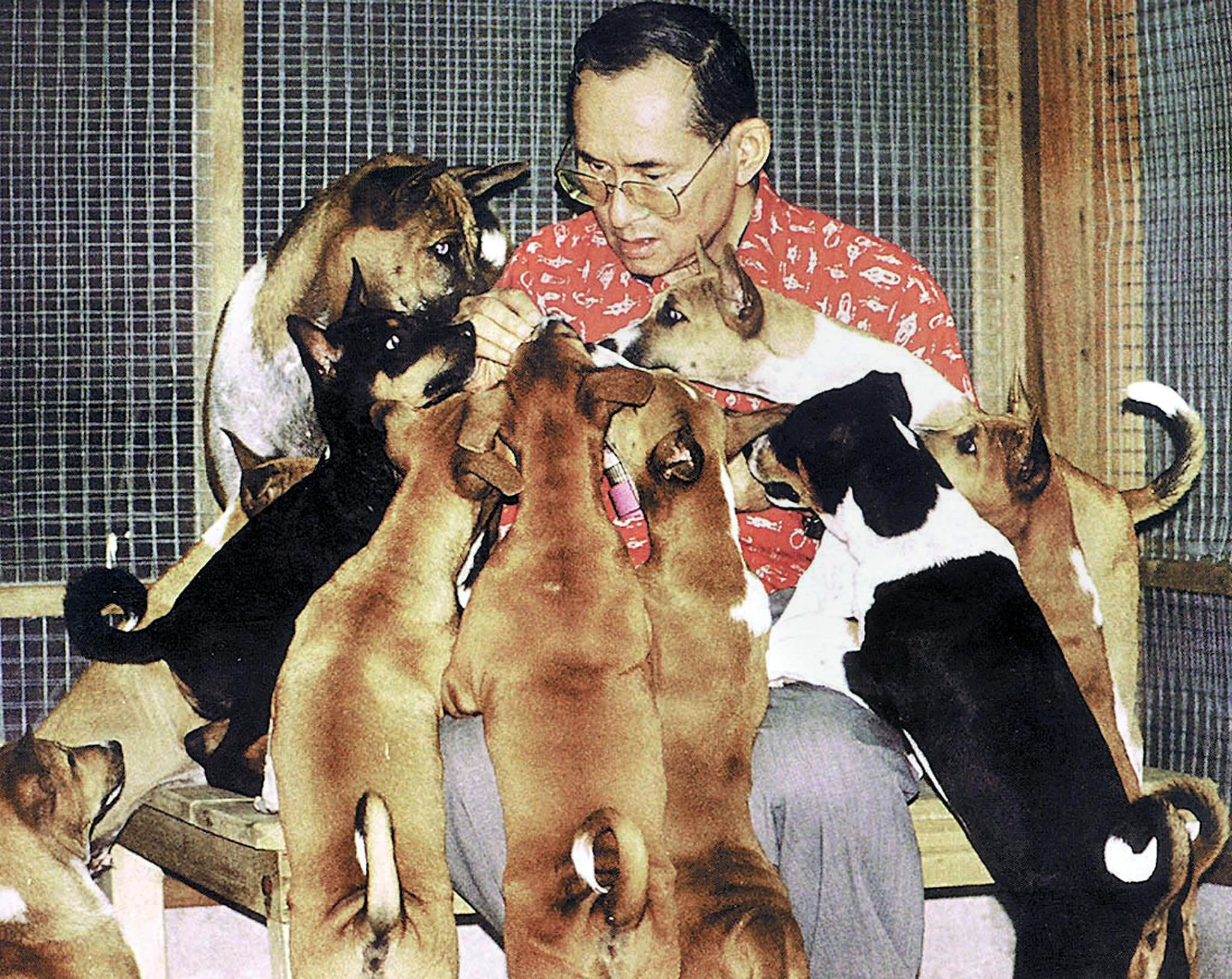 This undated handout photo received 26 December 2002 shows Thai King Bhumibol Adulyadej and his dogs at the Royal Palace in Bangkok.  The tale of a stray dog born on the streets of Bangkok who won the heart of Thailand's much-loved king has recently become the nation's latest publishing sensation.  King Bhumibol himself penned the story of "Thongdaeng", or "Copper" who was sent to the palace as a tiny puppy after the monarch took an interest in the treatment of street dogs in the Bangkok suburb of Wang Tonglarng.       AFP PHOTO/THAI ROYAL BUREAU/HO / AFP PHOTO / ROYAL PALACE