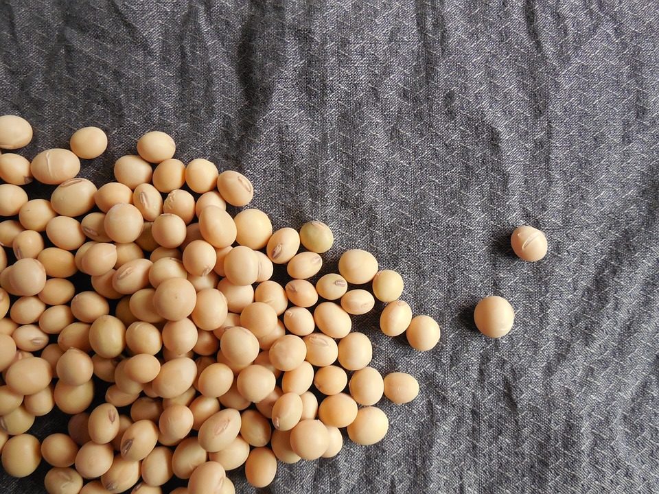 soybeans-182294_960_720