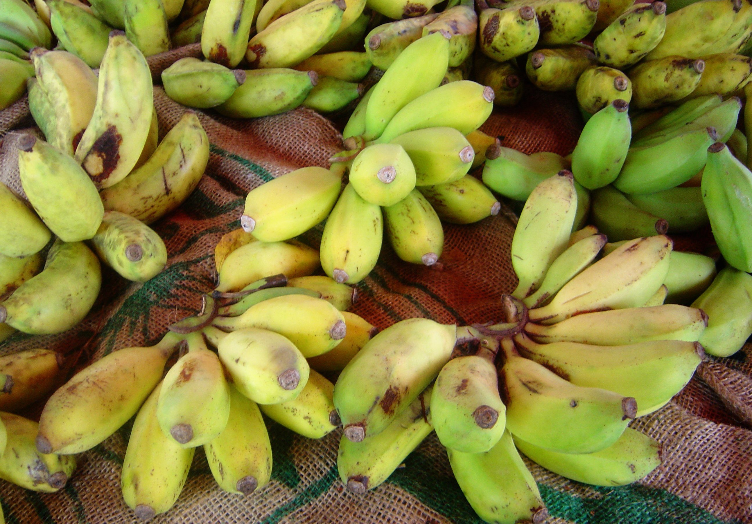 bananas_dsc07803