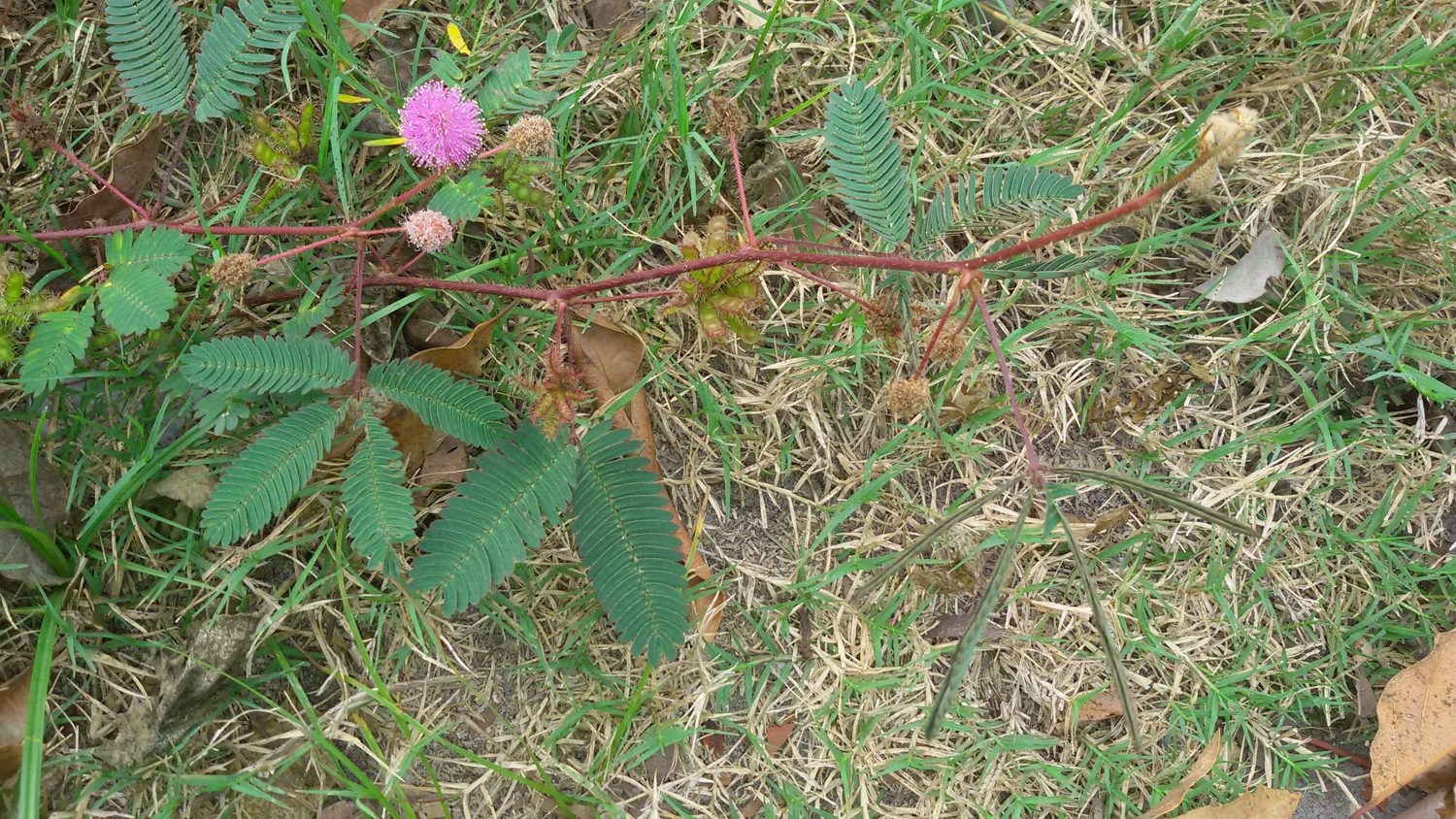 whole_plant_mimosa_pudica