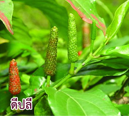 รักษาอาการปวดหลัง ปวดเอวได้ด้วย 'สหัสธารา' ยาไทยตำรับใหญ่ - มติชนสุดสัปดาห์ รักษาอาการปวดหลัง ปวดเอวได้ด้วย 'สหัสธารา' ยาไทยตำรับใหญ่ - มติชนสุดสัปดาห์