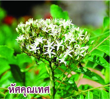 รักษาอาการปวดหลัง ปวดเอวได้ด้วย 'สหัสธารา' ยาไทยตำรับใหญ่ - มติชนสุดสัปดาห์ รักษาอาการปวดหลัง ปวดเอวได้ด้วย 'สหัสธารา' ยาไทยตำรับใหญ่ - มติชนสุดสัปดาห์