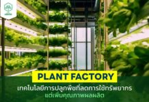 การปลูกพืชแบบ Plant Factory